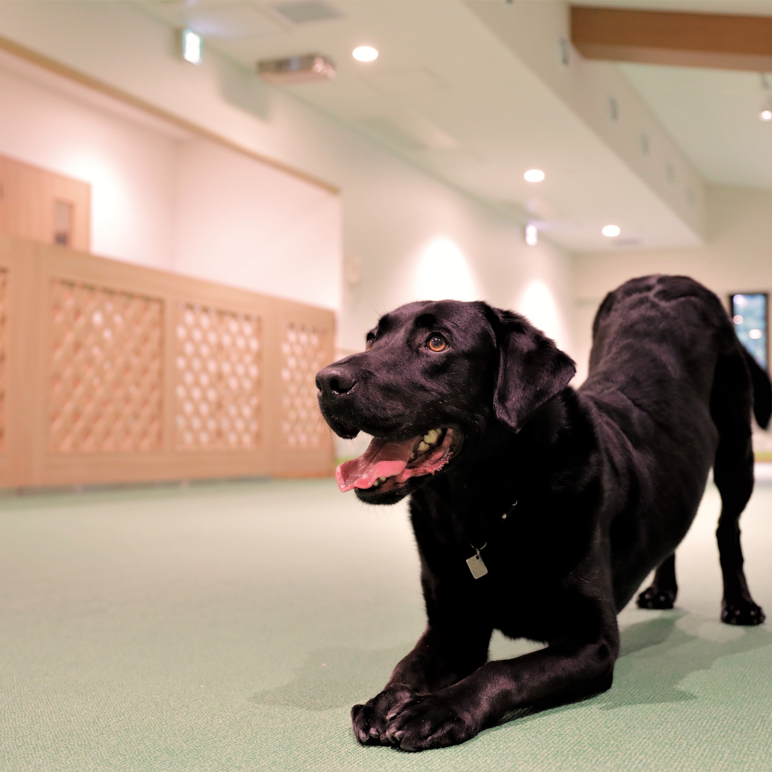 愛犬との初めての旅行を成功させるために。準備すべき持ち物リストとマナーの基本